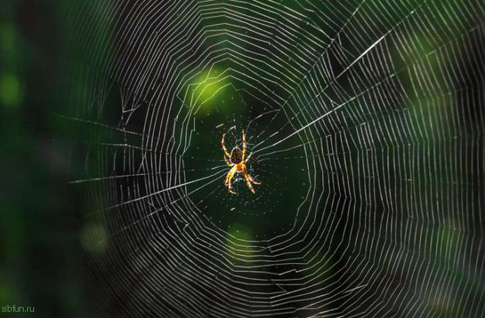 Почему паук не путается в своей паутине?