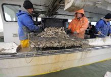 Выращивание устриц в США