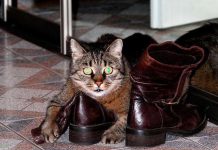 Что делать, если кошка «отомстила» вам в обувь