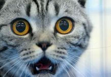 Законы, которые делают жизнь любого немца проще