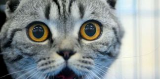 Законы, которые делают жизнь любого немца проще