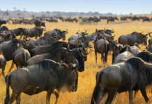 Неразгаданные тайны науки и истории