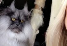 Прикольные картинки ))) # 03.07.2019