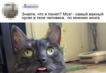 Скрины из социальных сетей