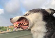 Хаски высунулся в окно и стал героем фотошоп-батла