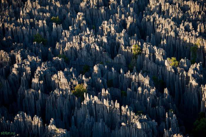 «Каменный лес» Мадагаскара