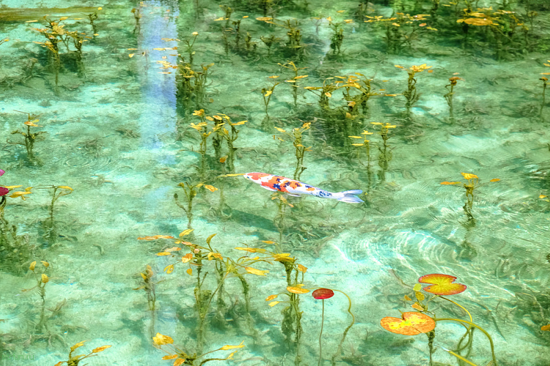 Впечатляющий пруд Nemichi Shine – водоём, сошедший с полотен Клода Моне