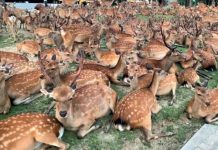 Нара: японский город оленей