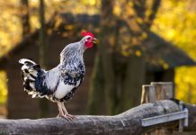 Зачем петухи кукарекают каждое утро?