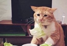Прикольные картинки ))) # 06.08.2019