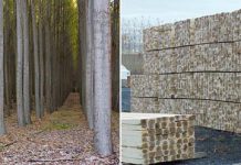 Древесная ферма Boardman – сюрреалистичный парк деревьев одинаковой формы