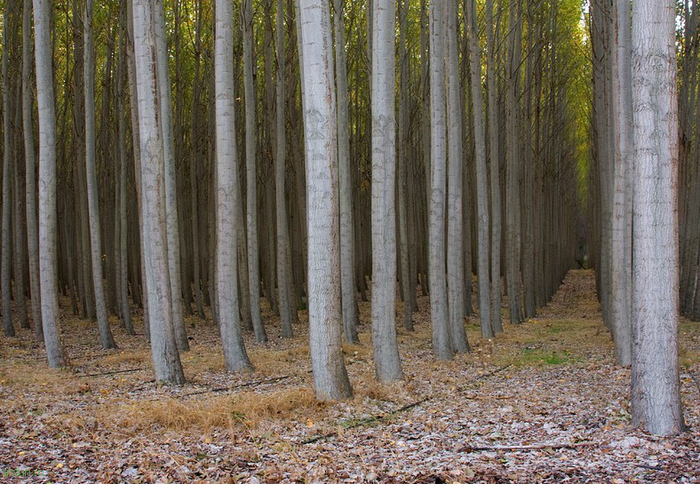 Древесная ферма Boardman – сюрреалистичный парк деревьев одинаковой формы