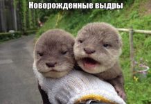 Прикольные картинки ))) # 28.08.2019