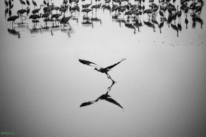 Магические чёрно-белые фотографии Гая Коэна