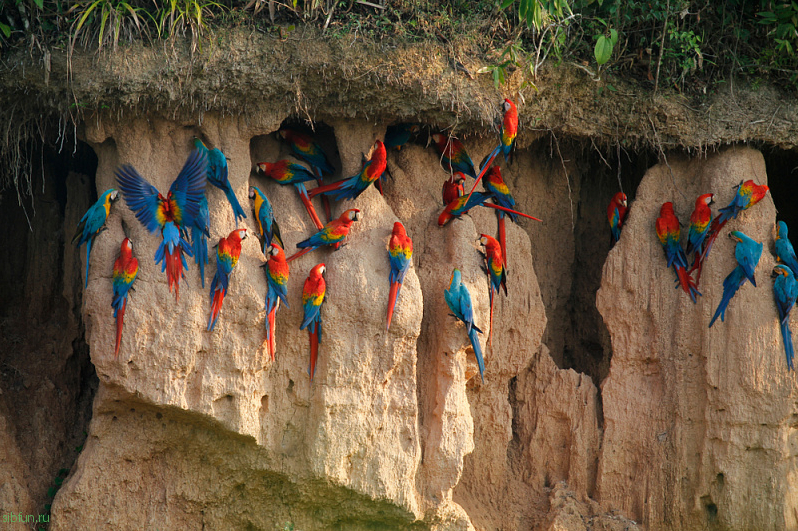 Почему попугаи Ара поедают глину? Рассказываем секрет завораживающего зрелища