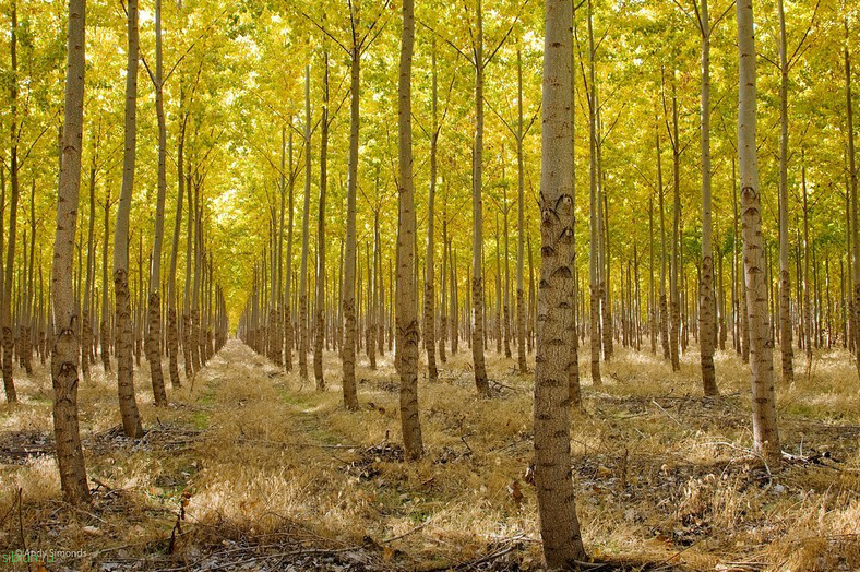 Древесная ферма Boardman – сюрреалистичный парк деревьев одинаковой формы