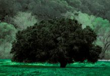 Портретные деревья Франка Хорвата