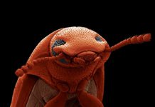 Шорт-лист конкурса «Научный фотограф года»