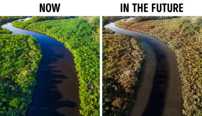 Что будет с планетой после исчезновения тропических лесов Амазонки