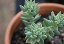 Как сделать цветущий сад в обычной квартире