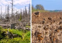 Что будет с планетой после исчезновения тропических лесов Амазонки