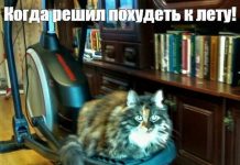 Картинки с котами и про котов