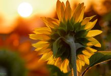 Зачем подсолнухи поворачиваются к солнцу