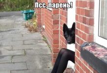 Прикольные картинки ))) # 12.09.2019