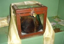 Где высока вероятность встретить снежного человека