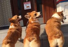 Прикольные картинки ))) # 09.10.2019