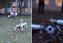 Ученые в США «выгуляли» в парке робособак