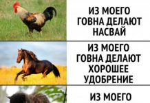 Немного картинок для настроения # 06.02.2020