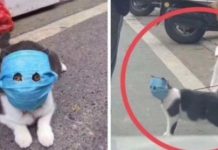 Кот, которого защитили от коронавируса маской, стал героем смешных фотожаб # 12.02.2020