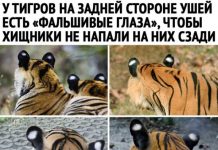 Чуток картинок # 27.02.2020