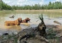 Немного картинок для настроения # 08.03.2020