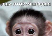 Чуток картинок # 22.04.2020