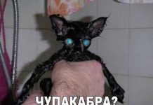 Чуток картинок # 26.04.2020