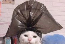 Хозяин сфотографировал своего кота с пакетом на голове и тот сразу стал целью фотошоперов # 28.04.2020