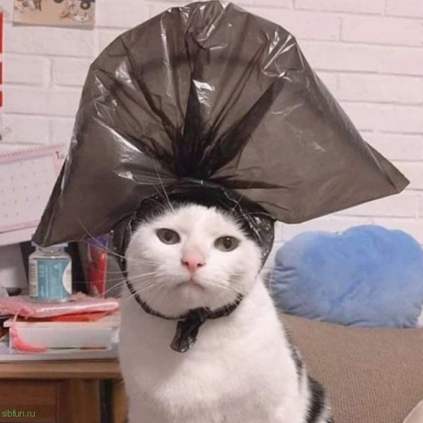 Хозяин сфотографировал своего кота с пакетом на голове и тот сразу стал целью фотошоперов