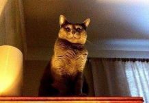 Чуток картинок # 27.04.2020