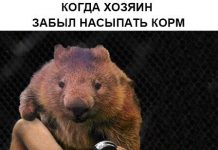 Нестандартный юмор :) # 09.05.2020