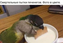 Чуток картинок # 28.05.2020