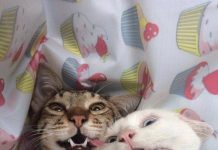 Чуток картинок # 24.06.2020