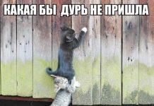 Чуток картинок # 17.06.2020