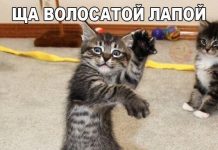 Чуток картинок # 13.06.2020