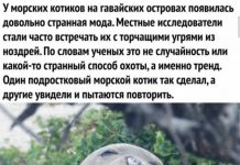 Немного картинок для настроения # 20.06.2020