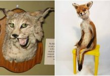 И жутко, и смешно: 21 пример упоротой таксидермии # 20.07.2020