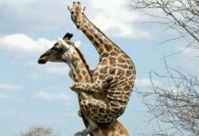 Так себе картинки # 13.07.2020