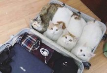 Чуток картинок # 18.07.2020