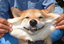 Улыбающиеся животные (19 фото)